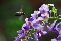 �𻨵������빦Ч������Щ�� ����ʲô�ô�