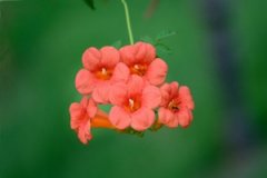 �������Ĺ�Ч�����ü����ɾ��嶼����Щ