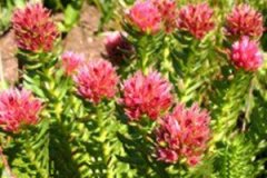 �쾰��Ĺ�Ч������ �쾰���ˮ����ʲô�ô�