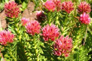 �쾰��Ĺ�Ч������