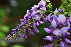 �𻨵Ĺ�Ч������