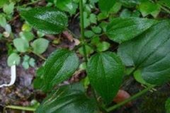 ��ݵĹ�Ч�����ü����ɾ��嶼����Щ