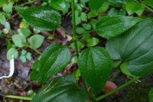 ��ݵĹ�Ч�����ü�����