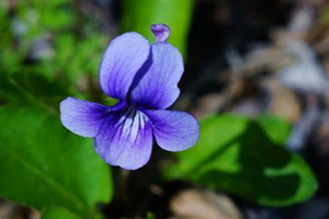 �ϻ��ض��Ĺ�Ч�����ü�ʳ�÷���