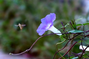 ���뻨�Ĺ�Ч������