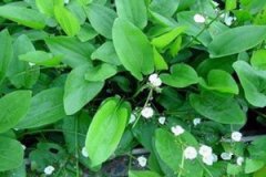 ��к�ĸ���������Щ ��к��ʳ�÷���