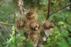 ţ���ӵĹ�Ч����������Щ ţ���ӵ��÷�����