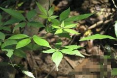 ĵ��Ҷ�Ĺ�Ч������ ĵ��Ҷ��Ӧ��