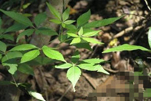 ĵ��Ҷ�Ĺ�Ч������