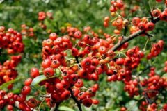 �𼬵Ĺ�Ч����������Щ �𼬵��÷�����