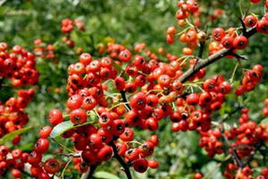 �𼬵Ĺ�Ч������