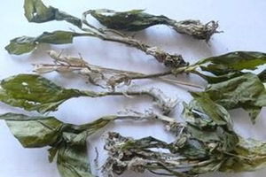 ��Ѫ��Ĺ�Ч������