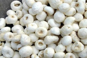 ���ĵĸ�����