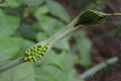 ���ĵĹ�Ч����������Щ ���ĵ����Ʒ���