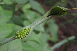 ���ĵĹ�Ч������