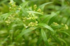 ��ǰ�Ĺ�Ч������ ʲô�ǰ�ǰ