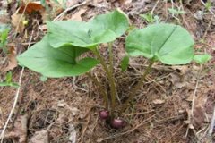 ϸ���Ĺ�Ч�����ü�ʳ�÷������嶼����Щ