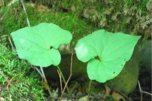 ϸ���Ĺ�Ч������