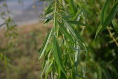 ��Ҷ��Ч������ ��Ҷ�������Ƹ�Ѫѹ��