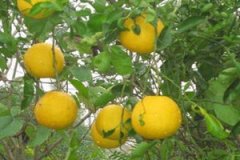 ���ڵĹ�Ч����������Щ ���ڵ�ʳ�÷���