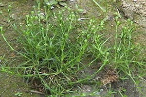 ��òݵĹ�Ч������