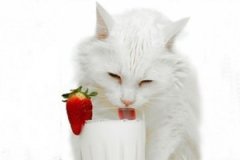 ��ţ����������ô�� Ϊʲô��ţ�̻�������