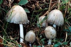 ī֭��ɡ�ܳ��� ī֭��ɡ���˻᲻���ж�