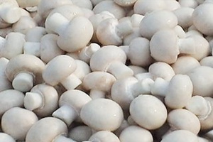 ��Ģ��Ӫ����ֵ