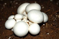 ��Ģ ��Ģ��ʲô����Ģ�ܳ���