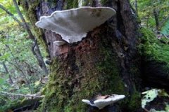 ������֥��ô�� ������֥��ʳ�÷�����ʲô