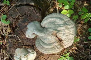 ������֥�Ĺ�Ч������