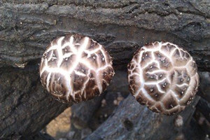 ������Ӫ����ֵ