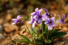 �ϻ��ض���ҩ�ù�Ч��ʲô �ϻ��ض��ı��