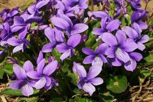 �ϻ��ض��Ĺ�Ч������