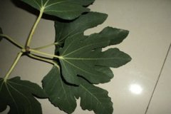 �޻���Ҷ�Ĺ�Ч������ �޻���Ҷ�������̴���