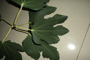 �޻���Ҷ�Ĺ�Ч������