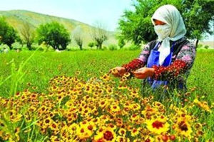 ѩ�յĹ�Ч�����ü�����