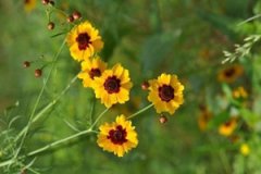 ѩ�յĹ�Ч������ ѩ�տ�������������