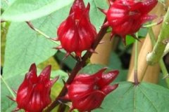 õ���ѵĹ�Ч������ õ���ѵ�Ӫ����ֵ