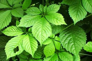 �ʹ�����Ĺ�Ч������