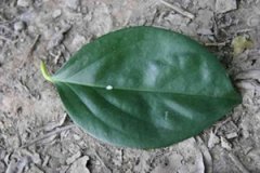 ��Ҷ�Ĺ�Ч������ ��Ҷ���÷�����