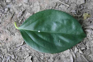 ��Ҷ�Ĺ�Ч������