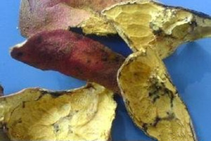 ʯ��Ƥ�Ĺ�Ч�����ü�ʳ�÷���