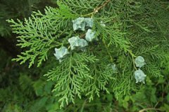 ���Ҷ�ĸ�������ʲô ���Ҷ��ע������