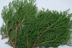 ���Ҷ�Ĺ�Ч������ ���Ҷ����������