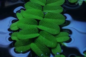 ��Ҷ�Ĺ�Ч������