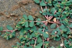 �ؽ��ݵĹ�Ч������ �ؽ��ݵ�ʳ�÷���