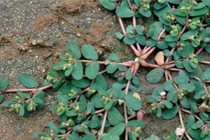 �ؽ��ݵĹ�Ч������