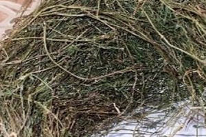 白花蛇舌草的功效与作用及食用方法