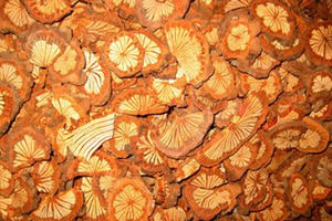 大血藤的功效与作用及禁忌